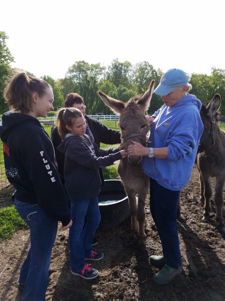 donkey - Animal Therapy